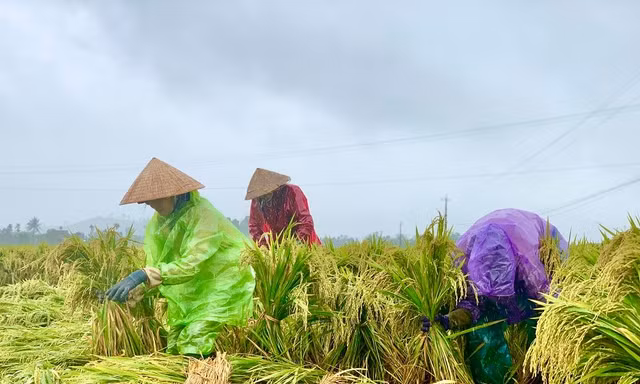 Nông dân Quảng Ngãi đội mưa ra đồng dựng lúa đổ rạp giữa làn nước bạc