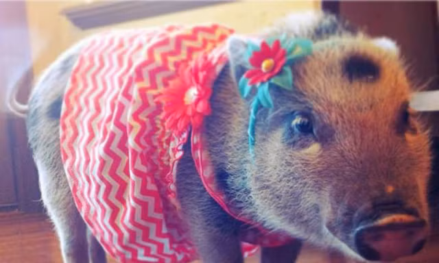 Diện đồ thời trang cho… heo