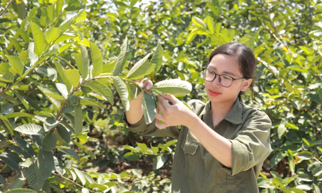 Ươm giấc mơ xanh từ lá ổi quê nhà