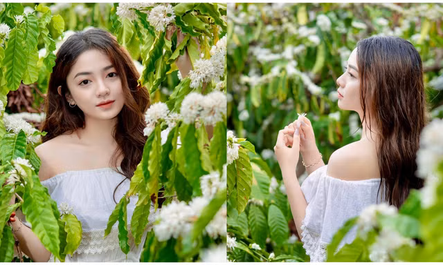 Vẻ đẹp trong veo của nàng mẫu Đăk Lăk trong rừng cà phê mùa hoa nở