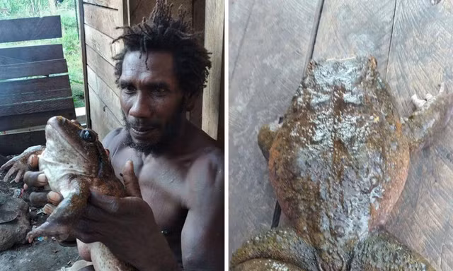 Ếch khổng lồ quý hiểm có kích thước bằng đứa trẻ khiến cộng đồng mạng choáng váng