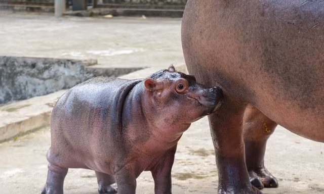 'Hà mã baby' tại Vườn thú Hà Nội đang gây sốt mạng xã hội