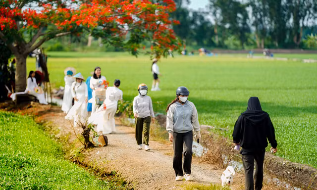 Cận cảnh 'cây phượng cô đơn' gây sốt cộng đồng mạng ở TPHCM 