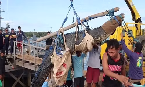Cá sấu ăn thịt người nặng nửa tấn mắc bẫy