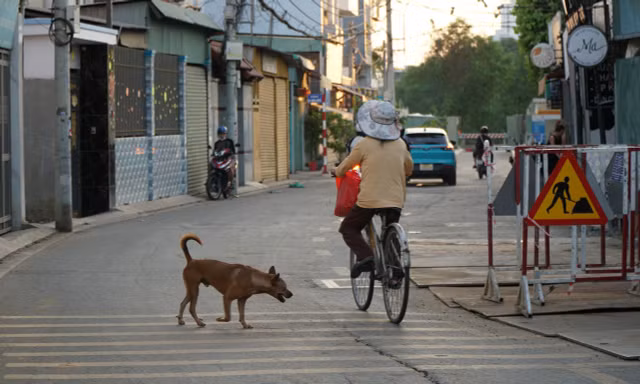 Bệnh dại bùng phát nhiều nơi, chó không rọ mõm vẫn 'tung tăng' trên phố ở TPHCM