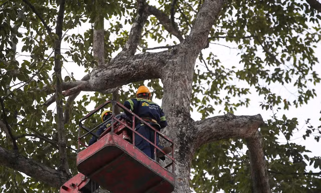 Đề xuất dùng flycam kiểm tra 'sức khỏe' cây xanh ở TPHCM sau sự cố 2 người chết 