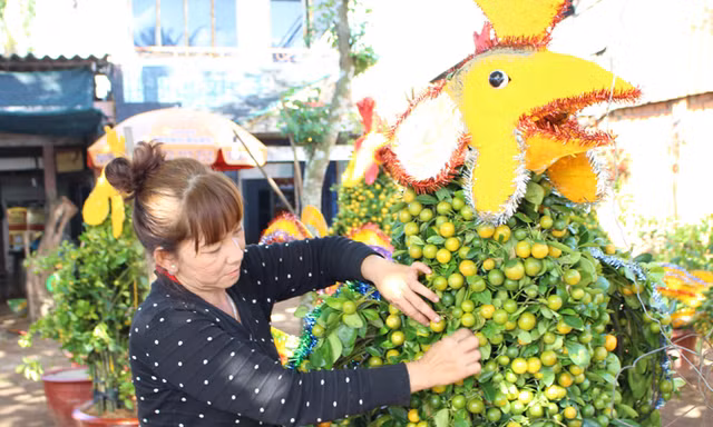 Bà Lê Thị Phượng chăm sóc quất cảnh tạo hình con gà. Ảnh: Khánh Nguyên