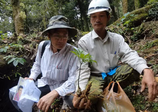 Sâm quý nhất mới chỉ để làm nước uống