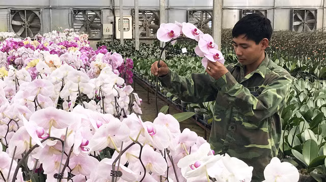 Công ty Trường Hoàng nhập nhiều giống lan hồ điệp mới.