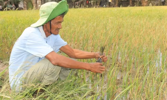 Nông dân khốn đốn vì lúa nhiễm mặn