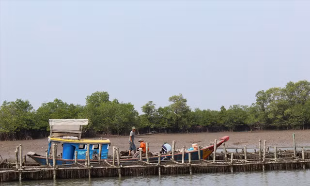 Một giàn nuôi hàu trên sông Mỏ Nhát.