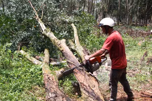 Cắt gỗ cây cao su cần thanh lý bán đấu giá.