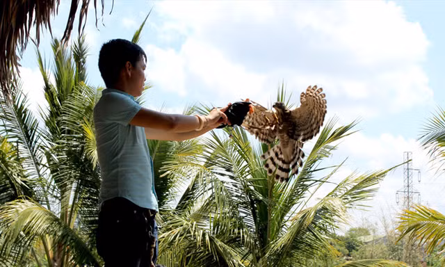 Chim săn mồi phát hiện, săn mồi nhanh hơn tia chớp.