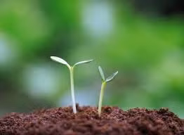 Hãy gieo mầm thiện để đón nhận quả ngọt. Ảnh nguồn internet.