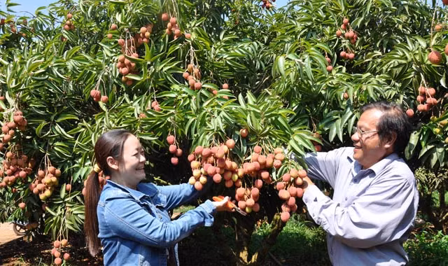 Ông Quốc hướng dẫn người thu mua cách cắt vải.