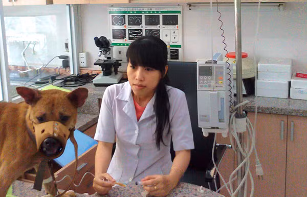 Chó quý tộc bạc tỉ, dùng đồ hiệu, nằm điều hòa