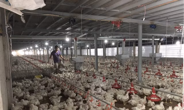 Giá gà rớt thê thảm 11.000 đồng/kg