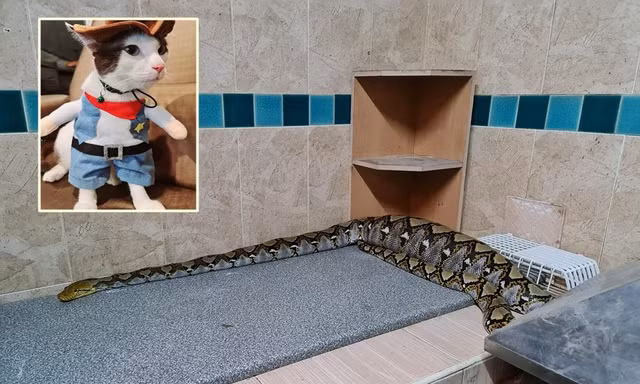 Đi tìm mèo cưng, bé gái chạm trán quái thú khổng lồ ngay trong bếp 