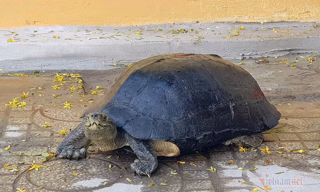 'Cụ rùa' sống dưới tượng phật Quan Âm trong chùa ở miền Tây