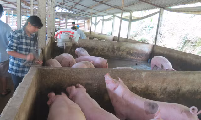 Yêu cầu doanh nghiệp giảm giá thịt lợn xuống 75.000 đồng/kg