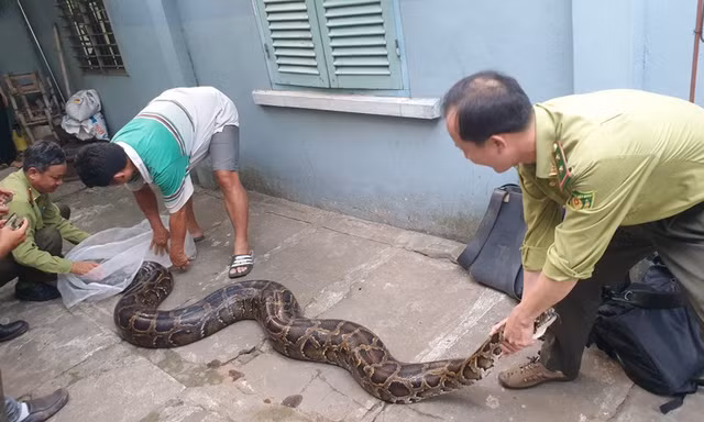 Con trăn đất lớn nhất mà kiểm lâm TP.HCM tiếp nhận được thả về Láng Sen