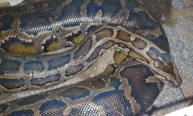 Người đàn ông ở TPHCM giao nộp con trăn dài hơn 5m 