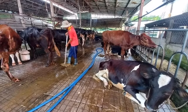 Loài vật từng 'vắt ra tiền' nay thành gánh nặng của người nuôi