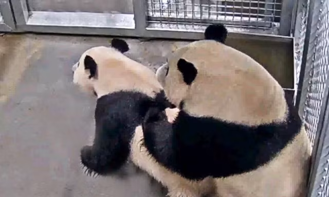 Ảnh: Facebook sở thú Ouwehands Dierenpark 