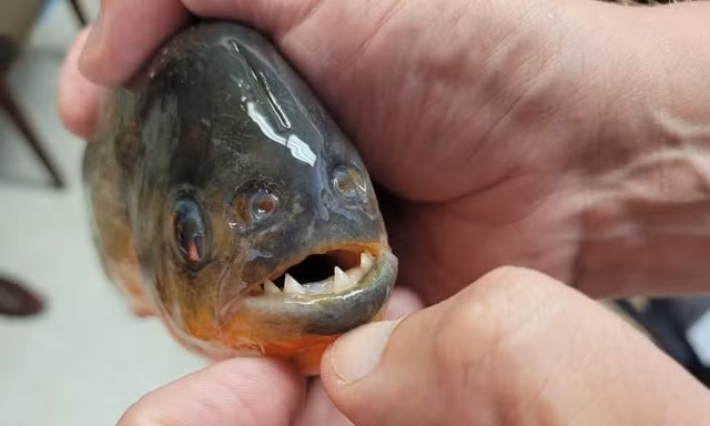 Cá piranha. Ảnh: AP