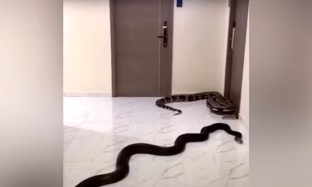 Thái Lan: Khó chịu vì chó nhà hàng xóm gây ồn, người đàn ông thả trăn ra hành lang chung cư 