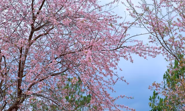 Lý giải hiện tượng chưa từng có ở Đà Lạt, mai anh đào bất ngờ nở rộ giữa tháng 4