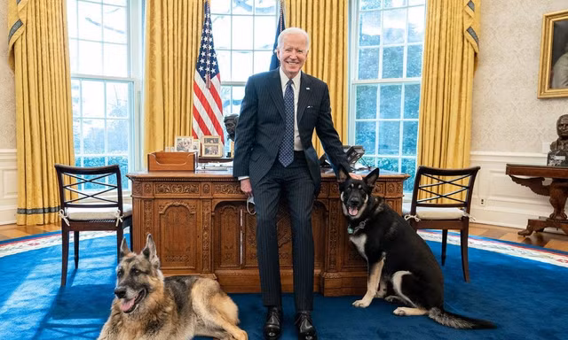 Ông Biden và 2 chú chó cưng trong phòng Bầu dục. Ảnh: Nhà Trắng