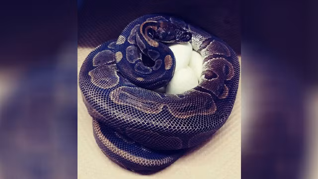 Con trăn cái 62 tuổi ở Vườn thú Saint Louis. Ảnh: CNN