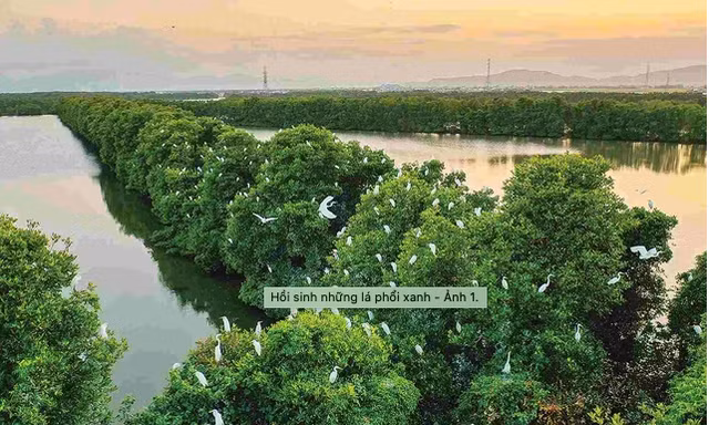 Hồi sinh những lá phổi xanh
