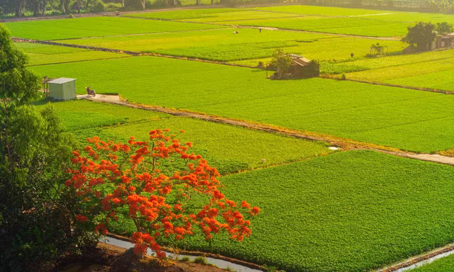 Cây phượng 'cô đơn' giữa ruộng rau muống tại TPHCM lại gây sốt mạng xã hội