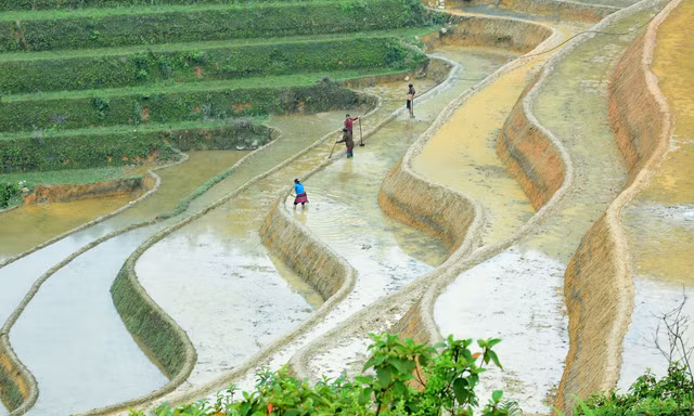Vẻ đẹp của thanh âm, sắc màu ruộng bậc thang mùa nước đổ