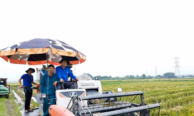 'Áo xanh' hỗ trợ thu hoạch rau màu, di dời tài sản để thi công đường dây 500kV mạch 3