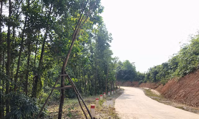 Vụ hàng cây tiền tỷ 'tự mọc': Cẩm Phả phát đi công văn hỏa tốc