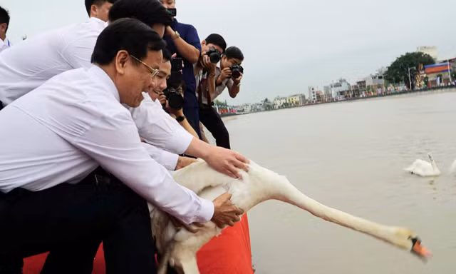 Nghìn người đổ xô đi xem thiên nga trên sông Tam Bạc