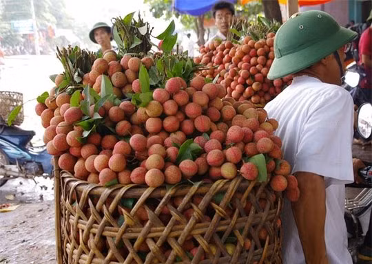 Tìm hướng xuất khẩu vải thiều qua biên giới