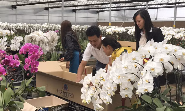 Người trồng hoa Đà Lạt được mùa hoa tết.