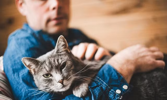 Chú mèo được vô số người trên thế giới ủng hộ
