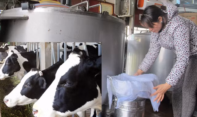 Nhiều hộ nông dân chán nản muốn bán đàn bò.