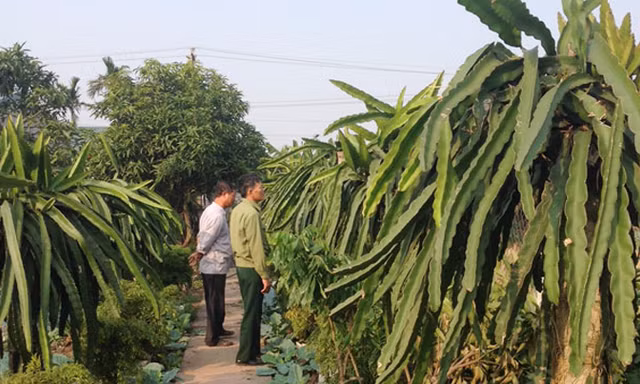 Nhờ vốn vay của NHCSXH gia đình ông Nguyễn Đức Vượng ở xóm 3, xã Kim Mỹ (Kim Sơn, Ninh Bình) đã trở thành hộ có kinh tế khá.