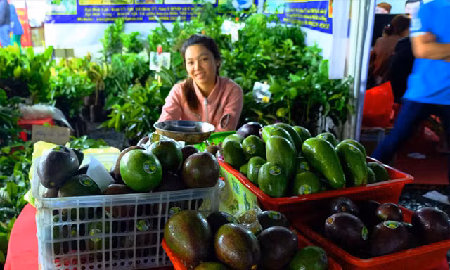 Bơ khủng giống từ Cu Ba.
