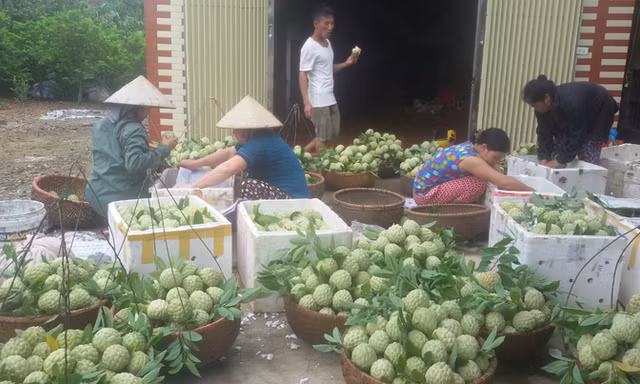 Thu hoạch na ở Lục Nam.