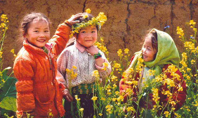 Vòng nguyệt quế tháng Ba. Ảnh: Tiến Thành.