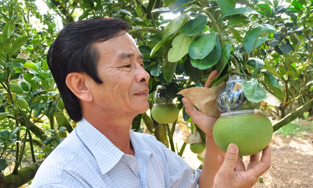 Ông Nguyễn Văn Phúc bên vườn bưởi tạo hình của mình.