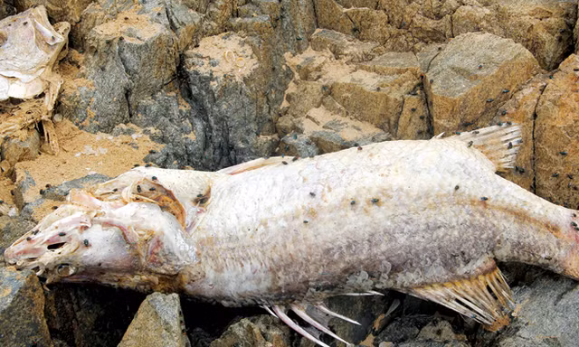 Chuyên gia nước ngoài đánh giá xả thải ở Vũng Áng