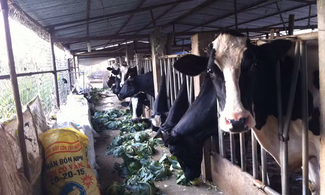 Chăn nuôi bò sữa ở huyện Đơn Dương.
